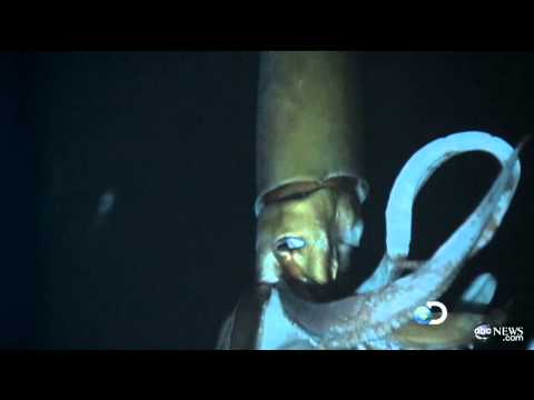 Giant Squid Caught on Tape for First Time for Discovery Channel's 'Monster Squid: The Giant Is Real'