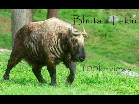 Bhutan Takin Documentary.