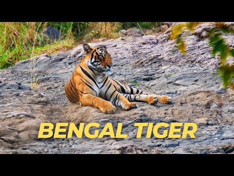 The Bengal Tiger