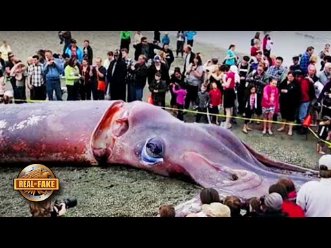 GIANT SQUID washes up on Beach Photo - real or fake?