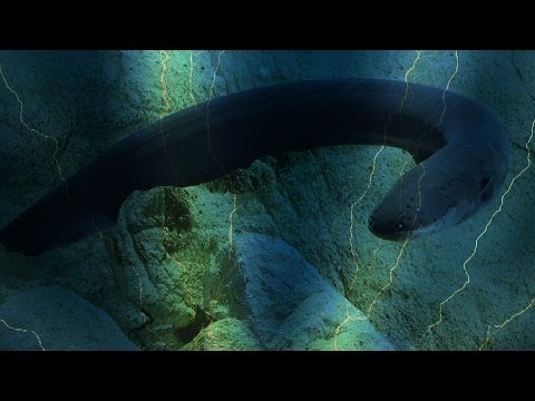 Electric eel uses high-voltage shocks to locate and stun prey--Vanderbilt research