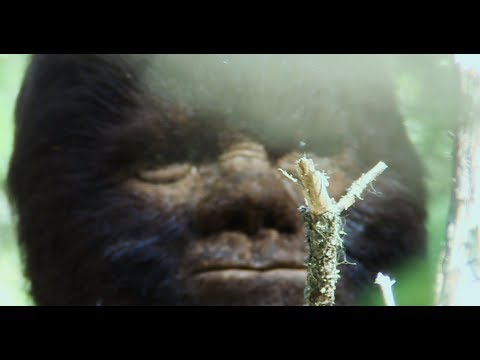 Discovering Bigfoot.  An Incredible Factual Sasquatch Documentary