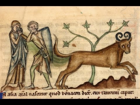 Cryptids and Monsters (CRYPTID OF THE WEEK):  The Bonnacon, who would dispel burning feces as attack