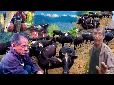 Himalayan large cow farm in nepal || Cow Farming in Nepal  @Samirjngrai