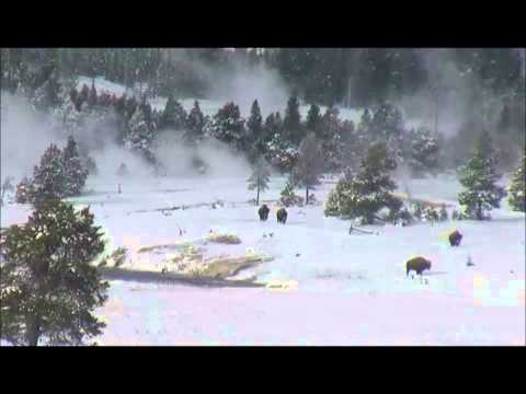 Today Buffalo Arrive At Old Faithful Geyser, Yellowstone National Park