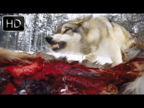 Coywolf: New dog-coyote-wolf hybrid - National Geographic Documentary