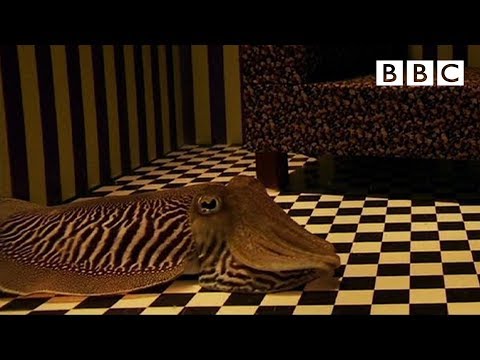 Can Cuttlefish camouflage in a living room? | Richard Hammond's Miracles of Nature - BBC