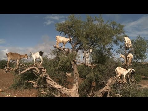 Tree-climbing goats in Morocco's argan forest