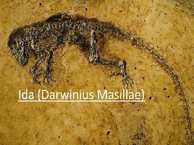 Ida (Darwinius Masillae) - The Missing Link of Ancestor