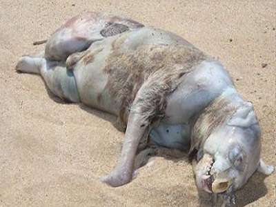 Montauk Monster Creature Pig or Raccoon