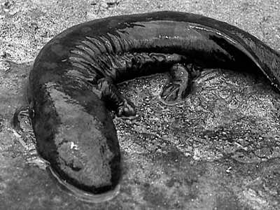 Japanese Giant Salamander