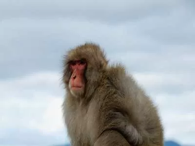 Japanese Macaque