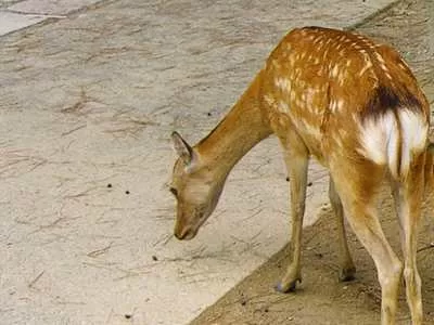 Nara’s Sacred Shika Deer