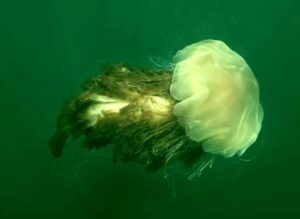 Giant Lion's Mane Jellyfish