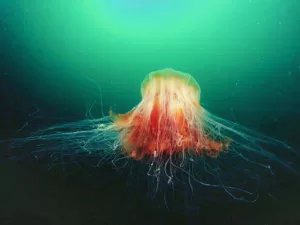 Lion's Mane Jellyfish