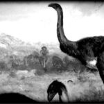 Moa (Dinornis giganteus) New Giant Bird Facts