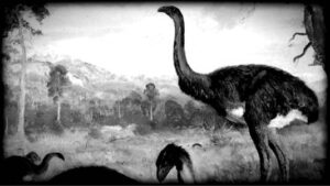 Moa (Dinornis giganteus) New Giant Bird Facts