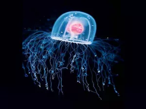 Immortal Jellyfish