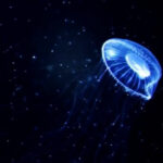 Immortal Jellyfish: Turritopsis Nutricula