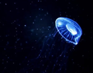 Immortal Jellyfish: Turritopsis Nutricula