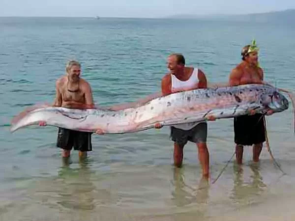 Majestic Oarfish