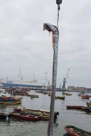 Oarfish