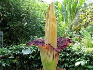 World's Largest Flower Titan Arum Blossom in Switzerland