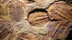 Charles Darwin Lost Fossils found by British scientists