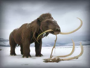 Siberian Mammoth Mystery