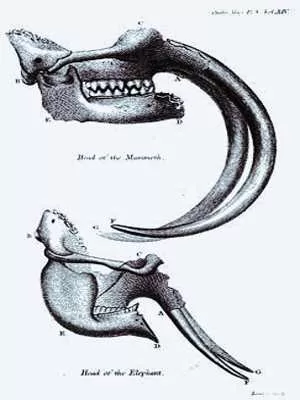 Tin Boxes to Mastodons