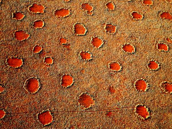 Mysterious Fairy Circles