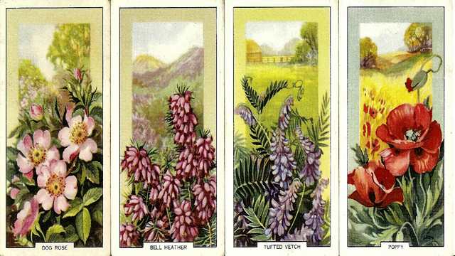 Vintage World of Cigarette Cards