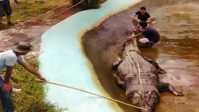 Fearsome Lolong: World's Largest Saltwater Crocodile