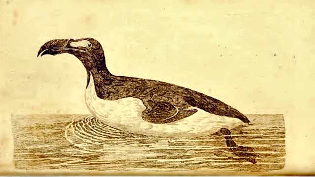 Great Auk Tragic Tale