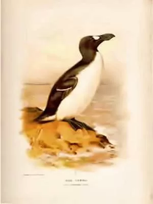 Great Auk Tragic Tale