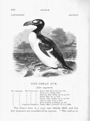 Great Auk Tragic Tale