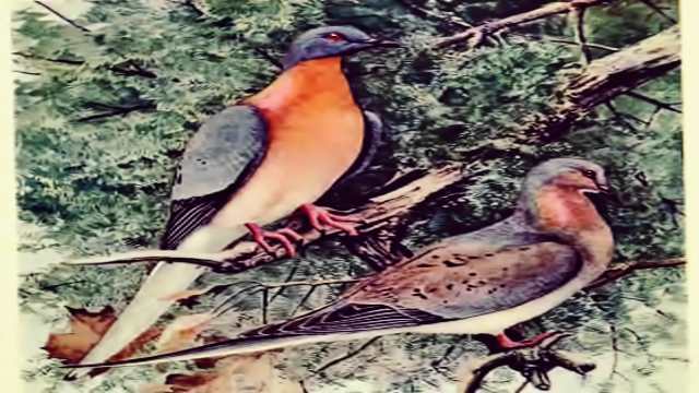 Tale of the Passenger Pigeon