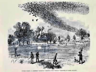 Tale of the Passenger Pigeon