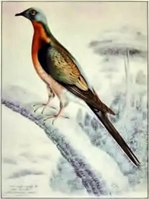 Passenger Pigeon