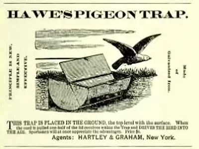 Tale of the Passenger Pigeon