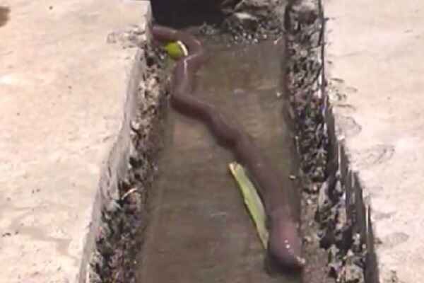 Snake-like 19 Inch Giant Earthworm Discovered In China