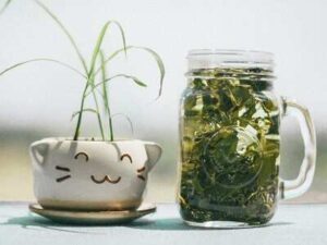 Brew Green Tea for Health Benefits