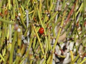 Ephedra: Description, Uses