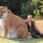 Biggest Cat In The World