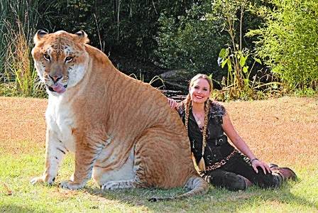 Biggest Cat In The World