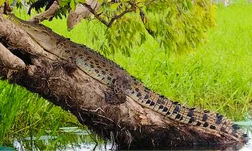 Crocodiles can climb trees