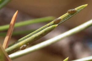 Dust mite allergies