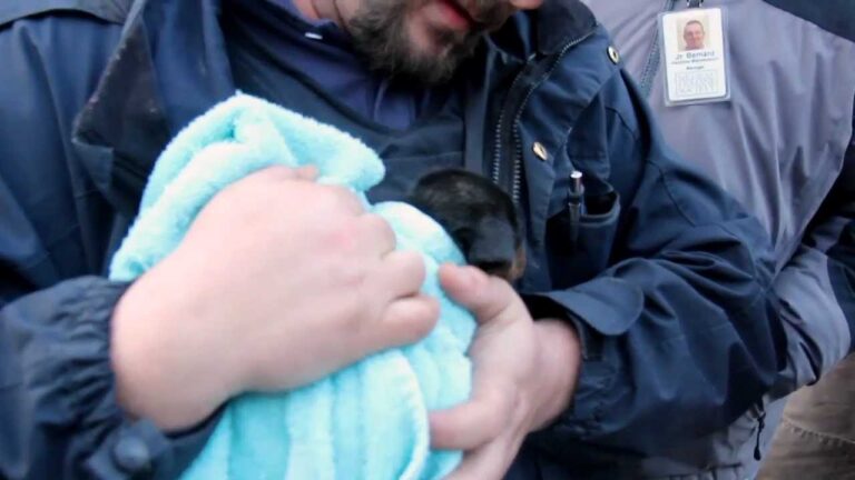 Heart-Stopping Rescue: Puppy Saved from Underground Pipe!