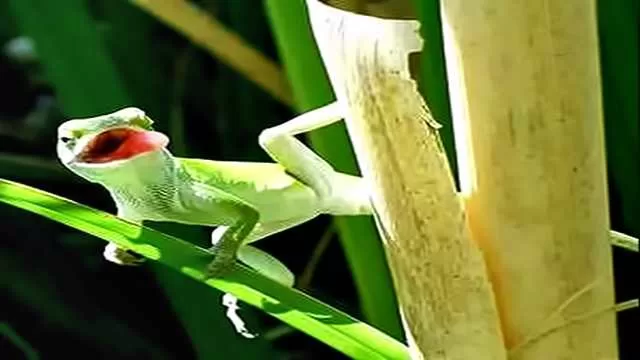 Florida Researchers Document