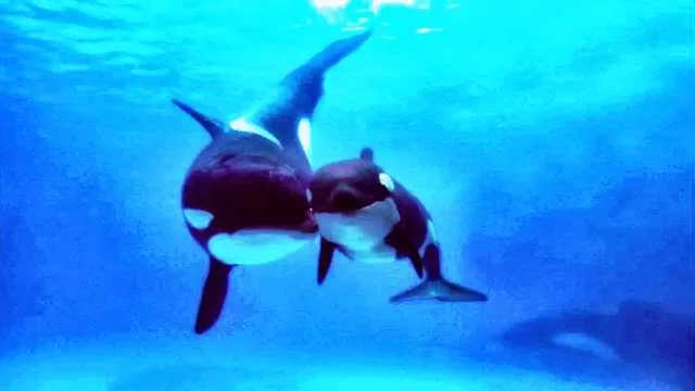 Killer Whales Surprising